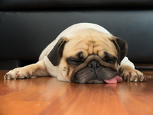 Close Up Face Of Cute Pug Puppy Dog Sleeping By Chin And Tongue Lay Down On Laminate Floor
