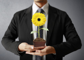 Wall Mural - sunflower in hands