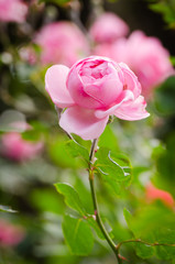 beautiful pink rose in a garden