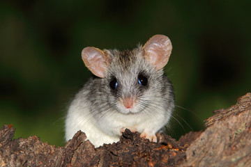 Wall Mural - acacia tree rat (thallomys paedulcus)