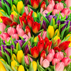 Wall Mural - Fresh spring tulip flowers with water drops. Vibrant colors