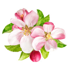 Sticker - Apple tree blossoms with green leaves. Spring flowers