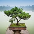 Japanese bonsai tree in pot at zen garden Bonsai is a Japanese art form using trees grown in containers	
