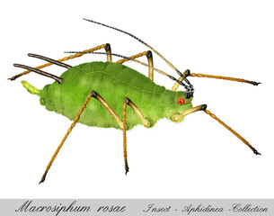 aphid, greenfly, plant louse