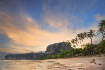 Wall Mural - dog on the beach, thailand
