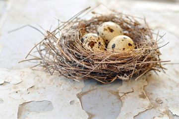 Wall Mural - Three eggs in a bird nest