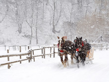 Horse Pulled Sledge In The Transylvanian Alps