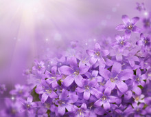 Floral Background With Beautiful Purple Snowdrops