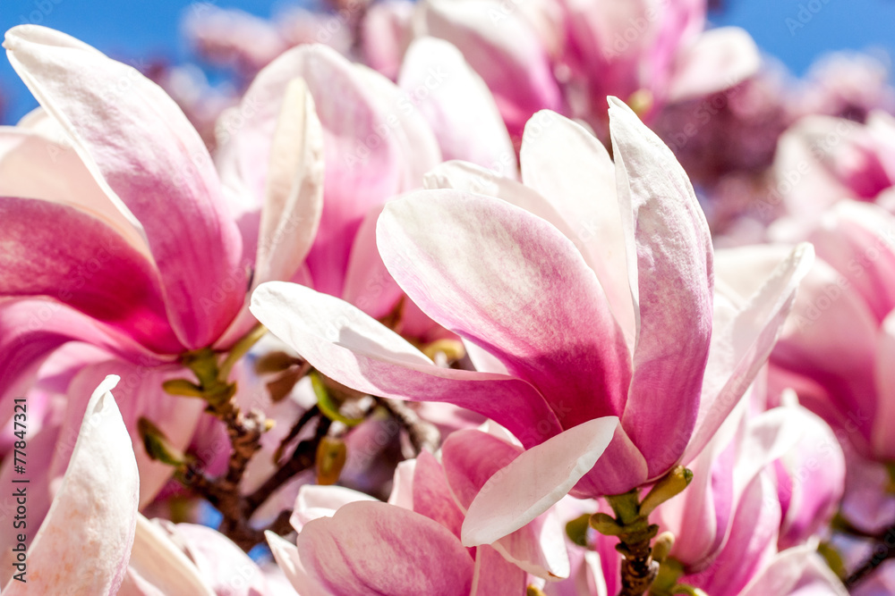 Magnolienblüte - Close-up