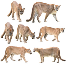 Puma Or Cougar Isolated