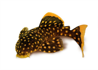 Wall Mural - golden nugget pleco catfish Plecostomus Baryancistrus