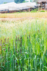 Poster - Wheat Field in Chiang Mai Royal Agricultural Research Centre Khu