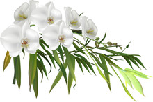 Green Bamboo Branch And Orchid White Flowers