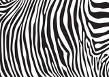 Fototapeta Fototapety dla młodzieży do pokoju - Zebra stripes pattern, illustration
