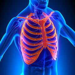 rib cage anatomy bones with circulatory system