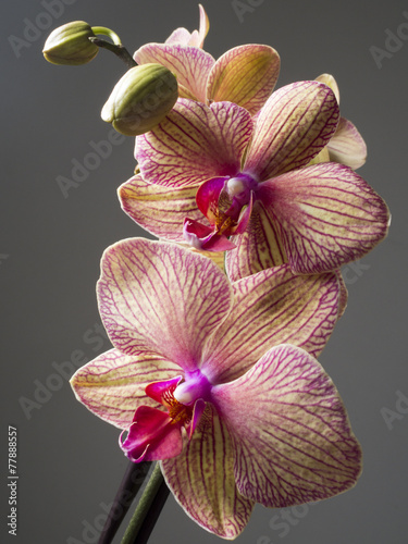 kwiat-orchidei-na-szarym-tle
