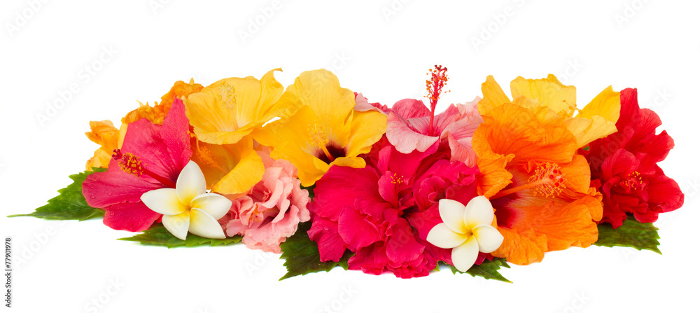 border of colorful hibiscus flowers - obrazy, fototapety, plakaty 