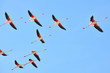 Camargue, Arles, Francia  -  fenicotteri in volo