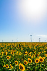 Field with sunflowers and eco power, wind turbines