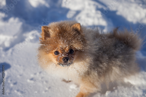 pomeranian snow