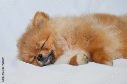 pomeranian sleeping