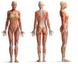female anatomy