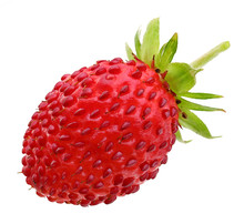 Wild Strawberry Macro