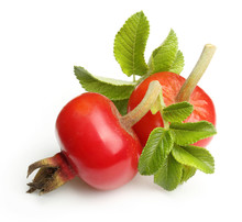 Rose Hip Isolated