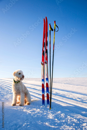 Fototapety biegi narciarskie  trasa-biegowa-z-nartami-i-psami