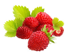Wild Strawberry Macro