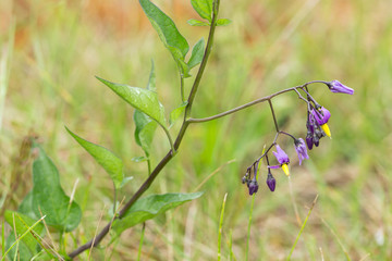 Sticker - Bittersweet nightshade, Solanum dulcamara blooming