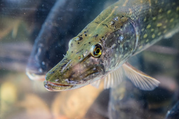 Pike fish in aquarium or reservoir ubder water