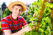 Mann pflegt Gemüse im Garten