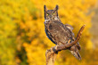 © donyanedomam - Great horned owl sitting on a stick
