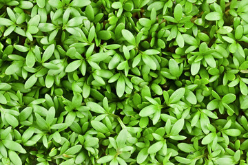 salad cress