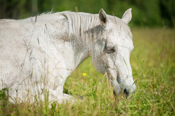 Wall Mural - White horse sleeping on the grass in summer