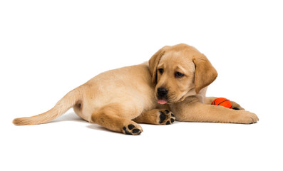 Canvas Print - Labrador puppies