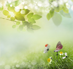 Wall Mural - spring background with daisies.