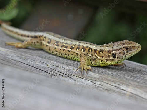 Photographie Le lézard femelle (Lacerta agilis) se prélasse sur un banc de repos