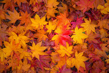 Fall Maple Leaves Indicating The Seasonal Change In Japan.