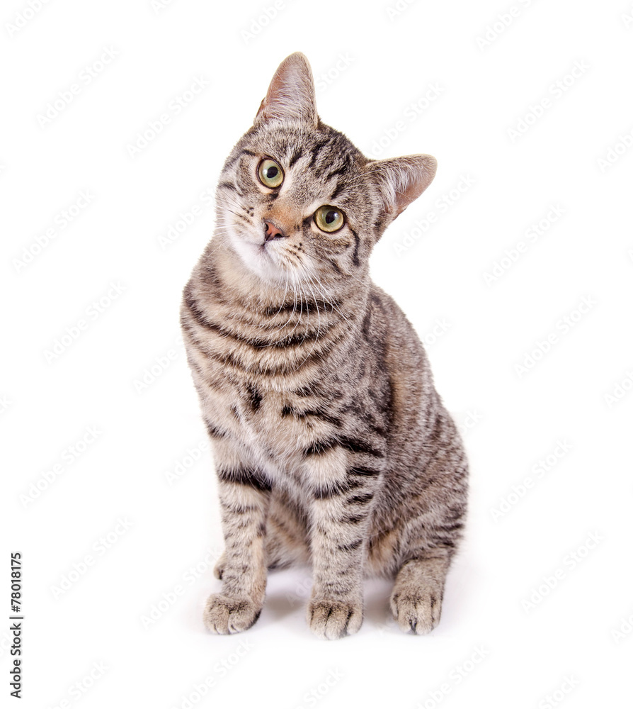 Sitzende, getigerte Katze Stock Photo | Adobe Stock, image size:894x1000