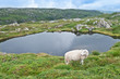 Sheep on the background of the lake