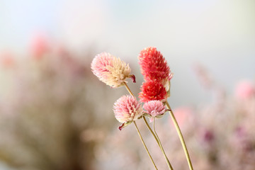 Sticker - Beautiful dried flowers on bright background