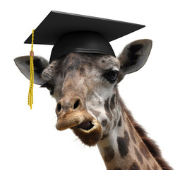 Unusual animal portrait of a goofy giraffe college graduate