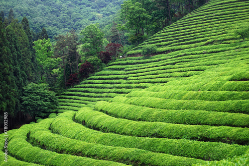 Tea plantation Canvas Print