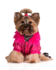 Wall Mural - yorkshire terrier dog in a pink jacket