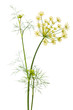 flowers of dill on white background
