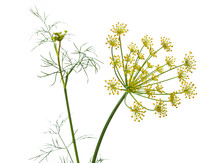 Flowers Of Dill