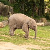 Fototapeta Sawanna - Sad baby elephant