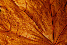 Close-up Texture Of Yellow Maple Leaf